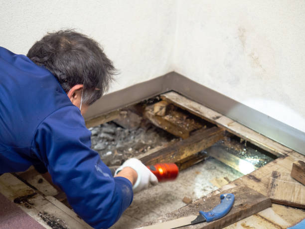 Best Professional Mold Removal  in North York, PA