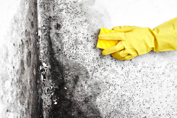 Best Mold Damage Repair  in North York, PA