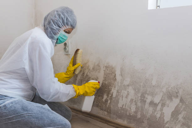Best Residential Mold Removal  in North York, PA