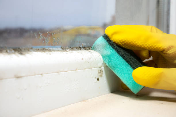 Best Mold Testing  in North York, PA