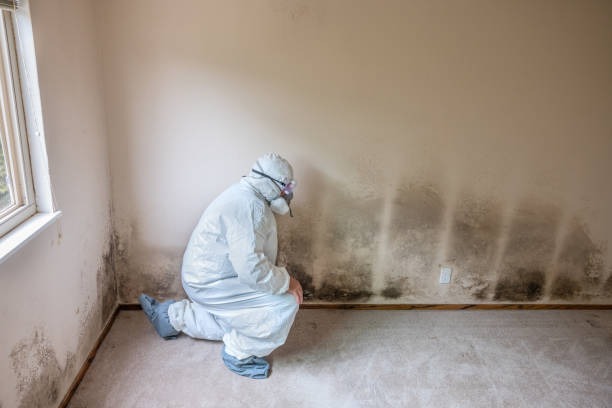 Mold Testing and Removal in North York, PA