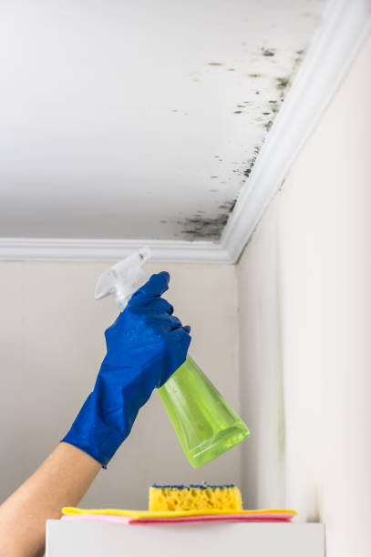 Best Black Mold Removal  in North York, PA