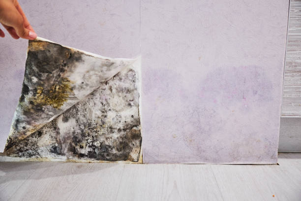 Best Toxic Mold Removal  in North York, PA